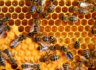 Abeilles