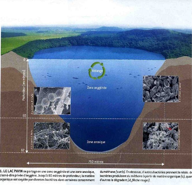 Les diverses bactéries responsables de l'oxydation de la matière organique, selon les zones du lac Pavin