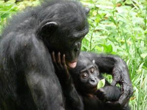 Bonobos