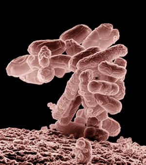 Escherichia coli O104:H4