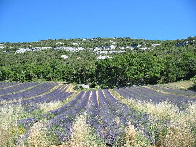 Spéciale Provence