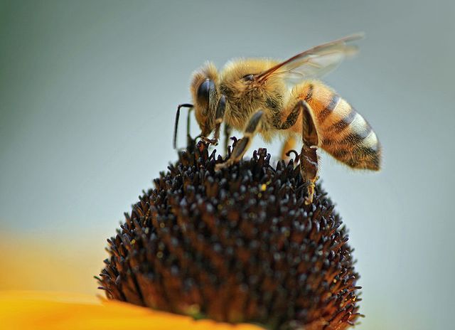 Abeille