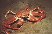 Crabe des neiges