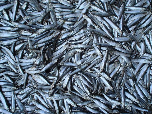 Spéciale Poisson