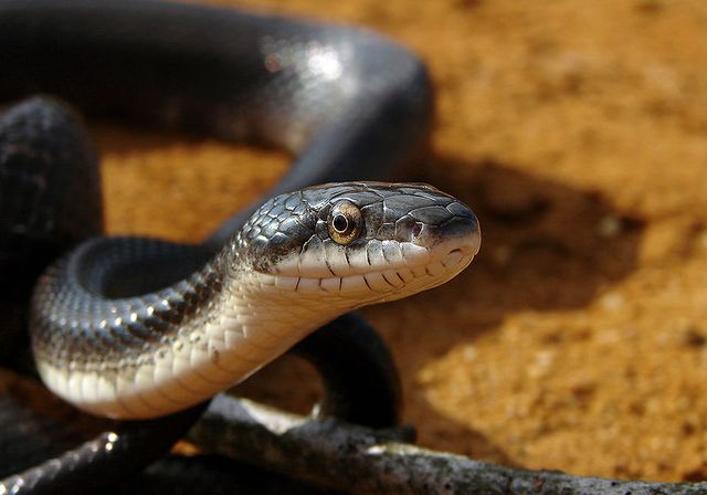 Serpents et venin - Tête au carré