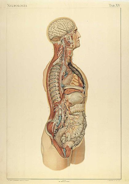 Anatomie du corps humain