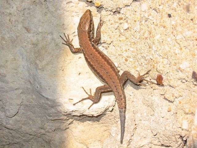 Le lézard