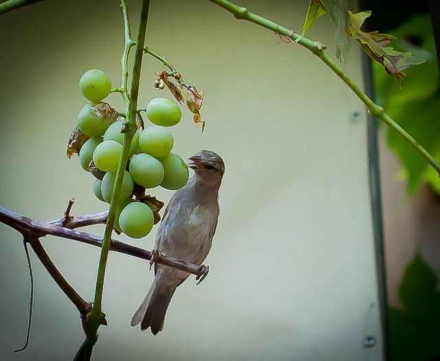 Oiseau