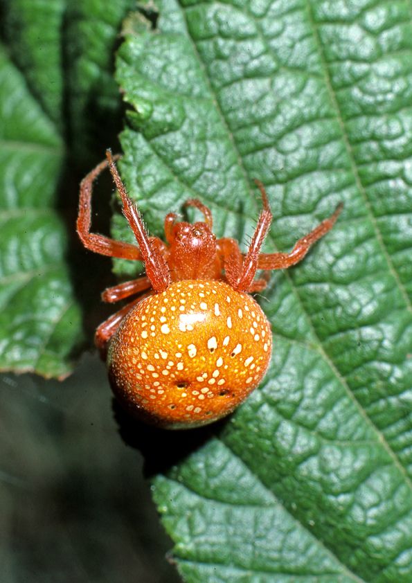 Araneusalsine