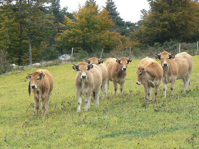 Troupeau de vaches Aubrac