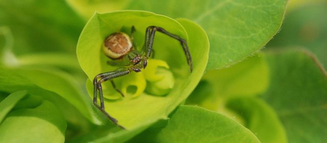 Diaeadorsata - Au fil des araignées