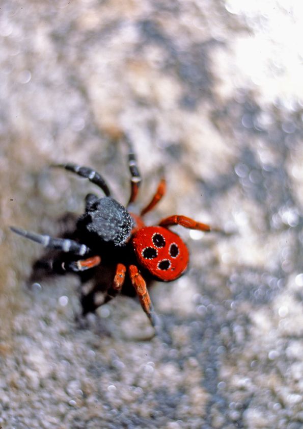 Eresuscinnaberinus