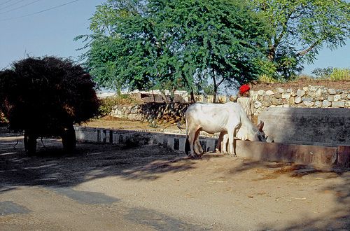 Campagne indienne, Inde