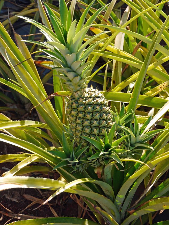 Ananas