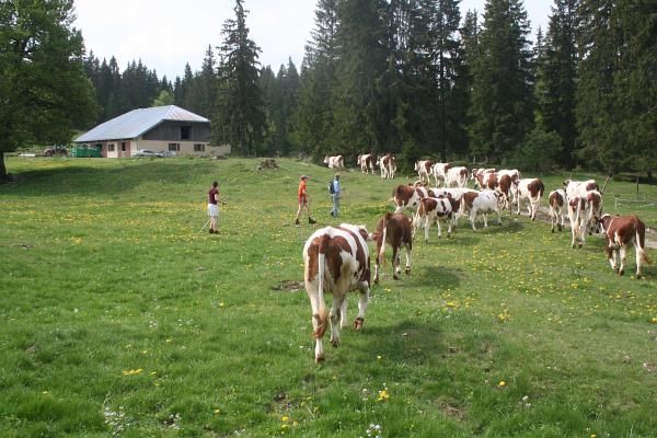 Association des bergers © 2011