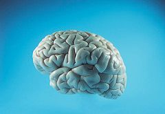 Le cerveau par Aban Nesta