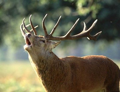 Le Brâme du Cerf