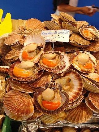 Coquilles Saint-Jacques