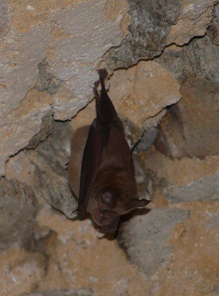 Chauve-souris