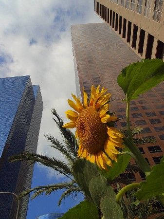 Tournesol en ville