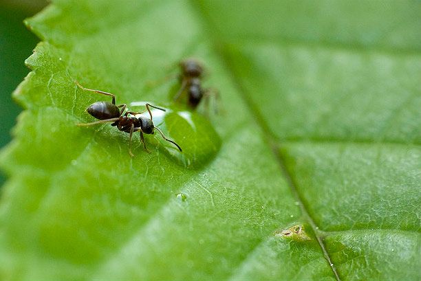 Fourmis