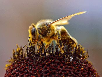 Abeille récoltant du pollen