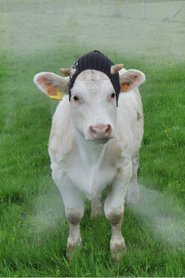 Vache Monbéliarde @ B. Laurent Ornans