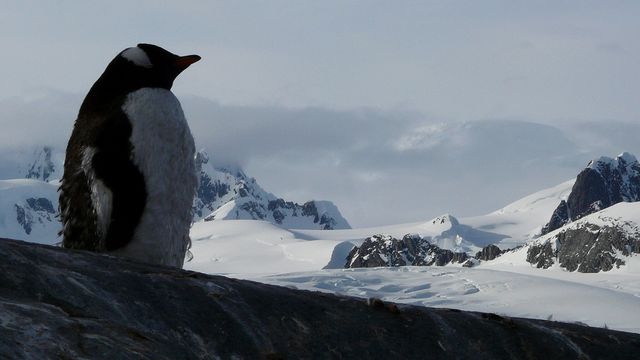 Antarctique