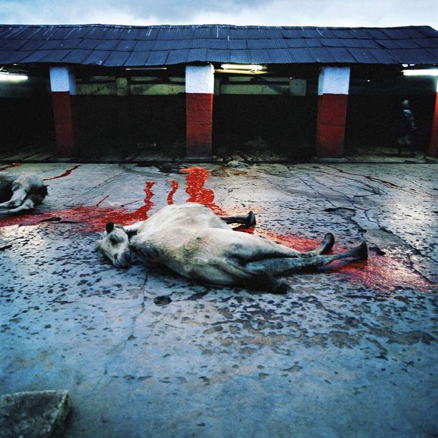 abattoir à Harar - Eric Guglielmi