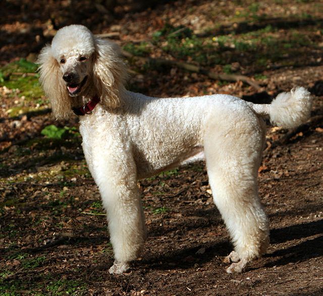 caniche