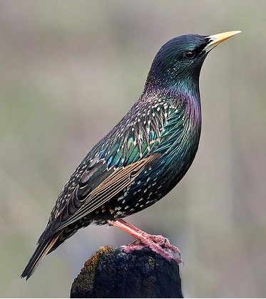 L'étourneau sansonnet - (sturnus vulgaris)