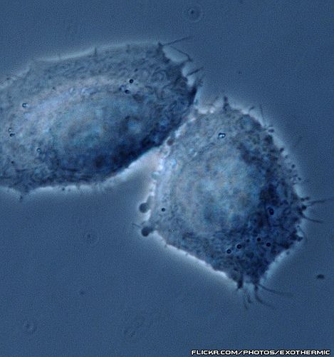 Fécondation In Vitro