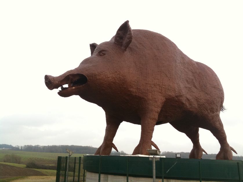 Le sanglier, symbole des Ardennes