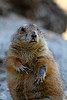 Marmotte