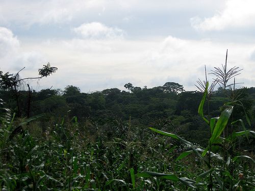 Forêt tropicale Cameroun