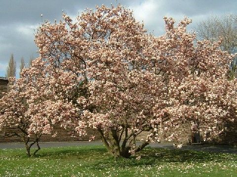 Magnolia en fleurs