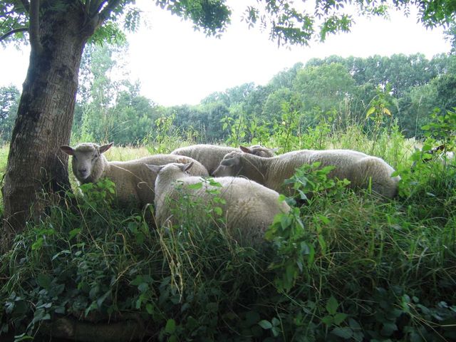 Marais Poitevin Moutons
