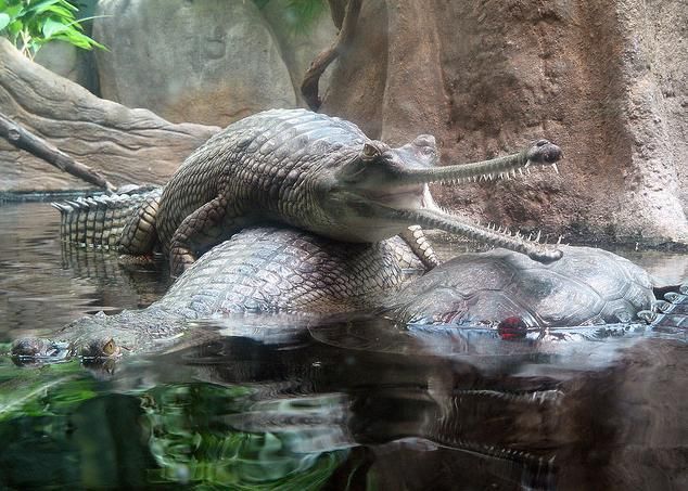 Gavial Crocodiles, Prague Zoo, May 2008