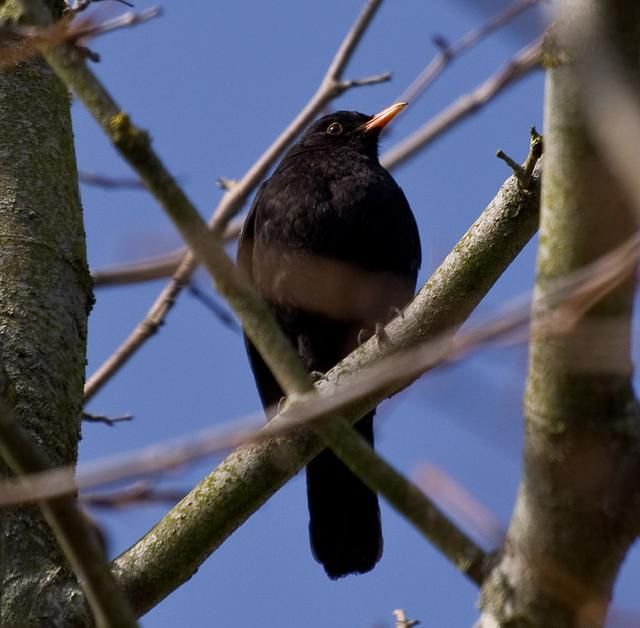 Merle noir mâle (Turdus merula)