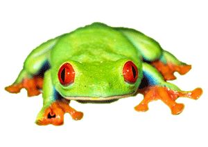 grenouille