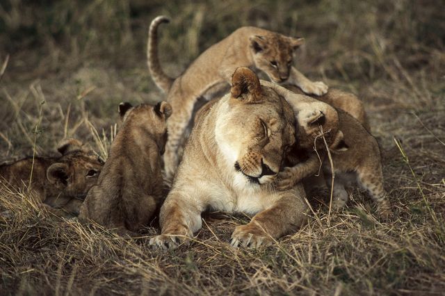 Lionne et ses petits