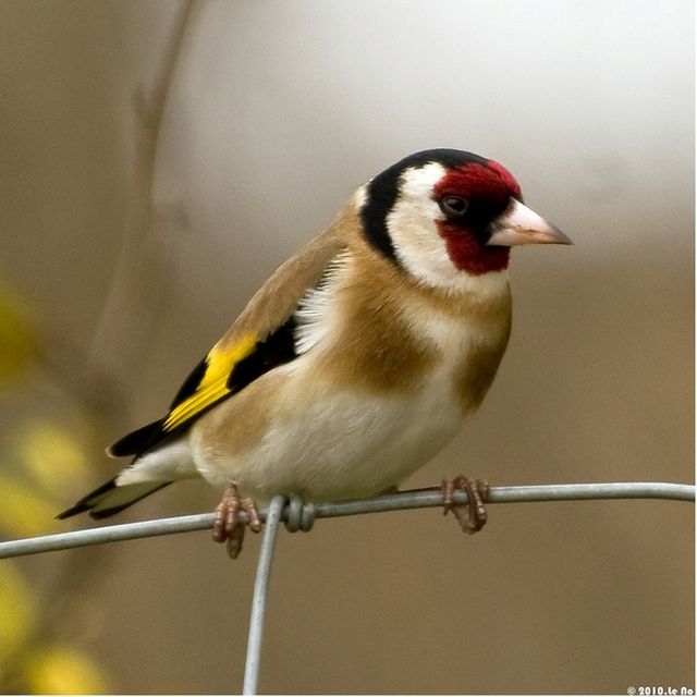 Chardonneret élégant (Carduelis carduelis)