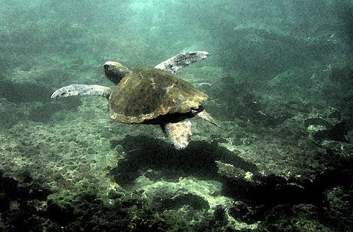 Tortue des Galapagos