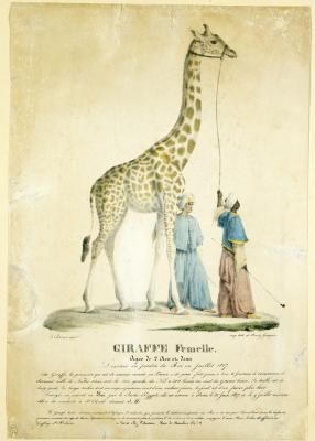ZARAFA, la véritable histoire