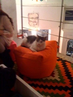 Chat tunisien au repos