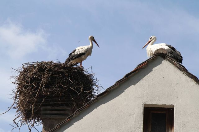 Cigognes dans le parc de l'Orangerie