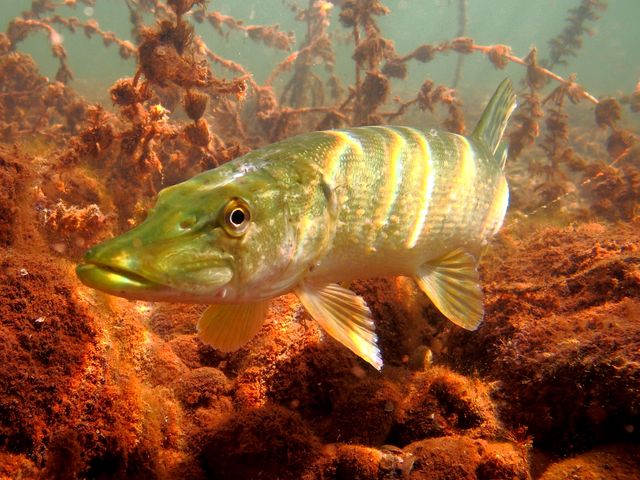 Le brochet