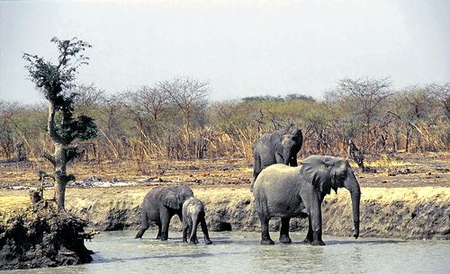 Eléphants au Cameroun