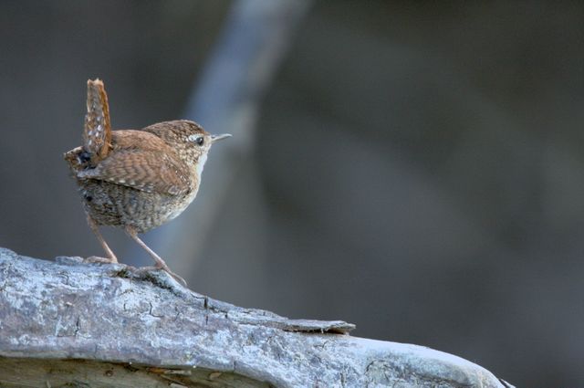 Troglodytes troglodytes