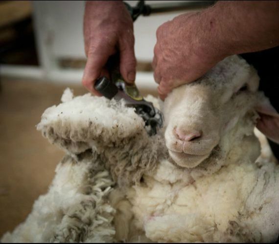 Les tondeurs de moutons